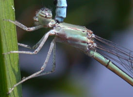 Attenuated Bluet